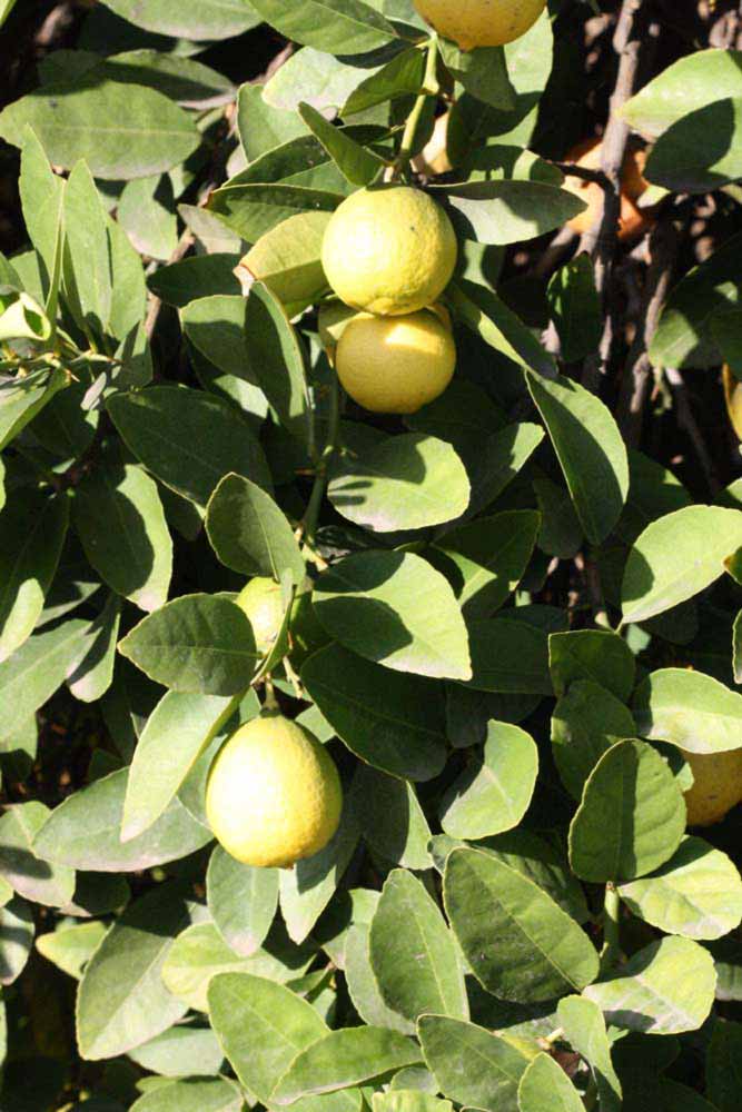            Sun leaves (Thornless Mexican lime, Riverside, CA)   